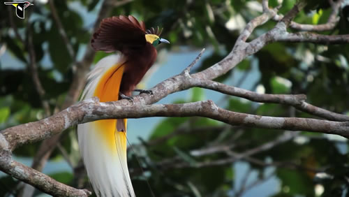 Otkriveno novih 39 nepoznatih vrsta ptica | EkoSpark
